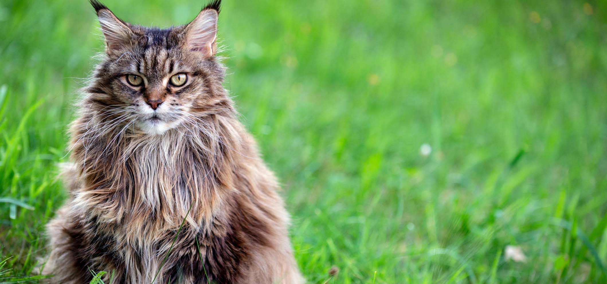 De katten trimsalon van EIndhoben